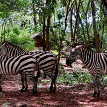 Zebras on Jacobsen Beach